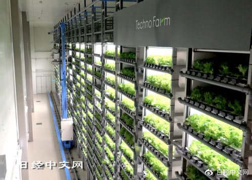 疫情下的日本植物工厂 植物精华的新前沿